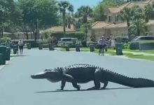 Photo of VIDEO| Captan a un cocodrilo gigante en un complejo residencia de La Florida