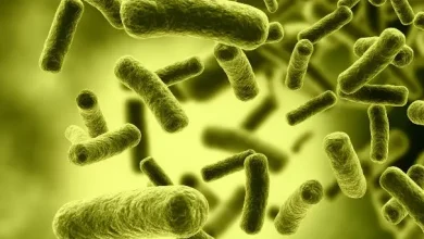 Photo of Bacteria intestinal que contiene ácido sulfúrico nos protege contra la salmonella