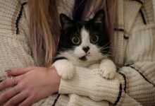 Photo of Empleo en Florida: le pagarían hasta US$10 mil por abrazar gatitos